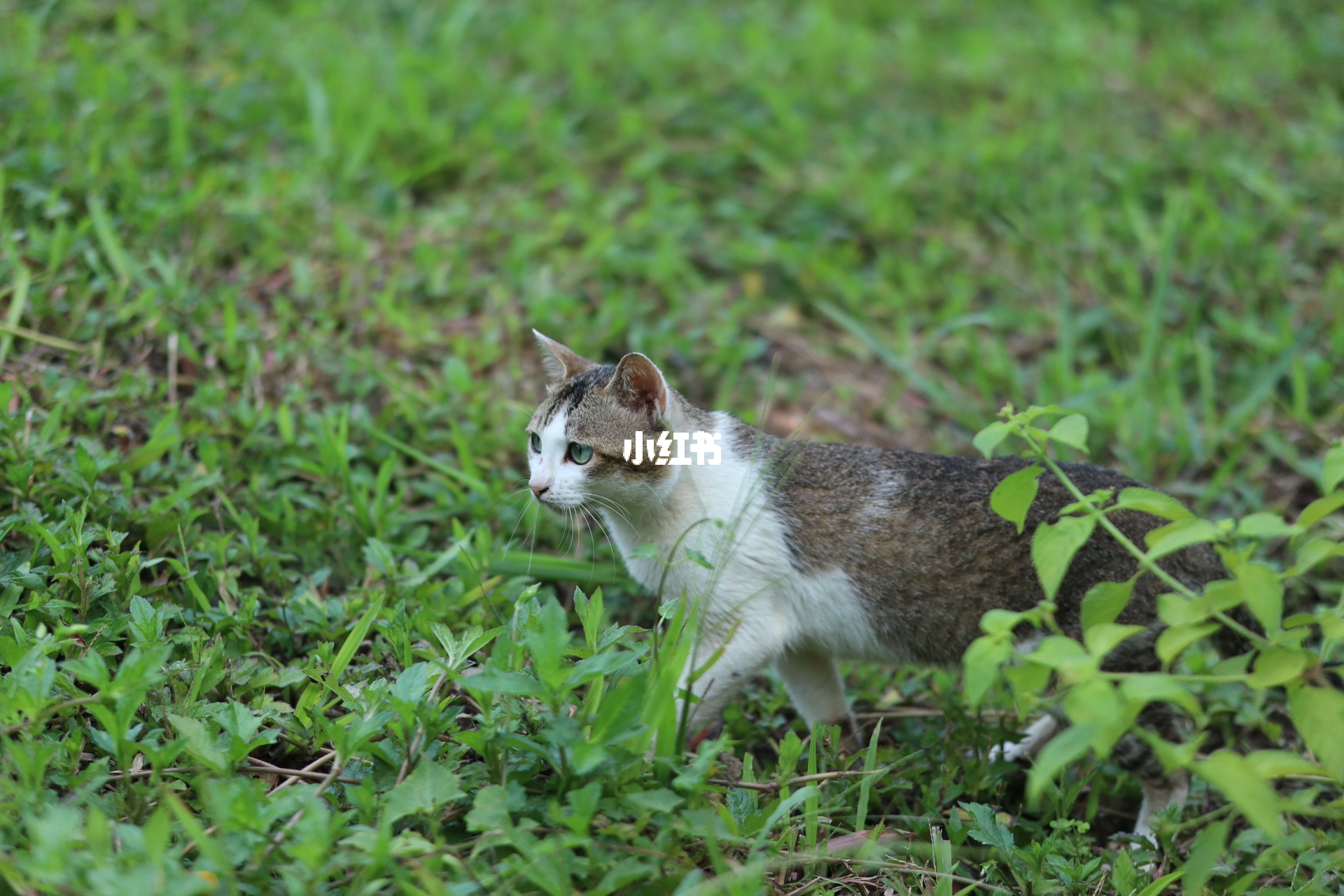 最新小野猫，闪耀流行新星亮相！
