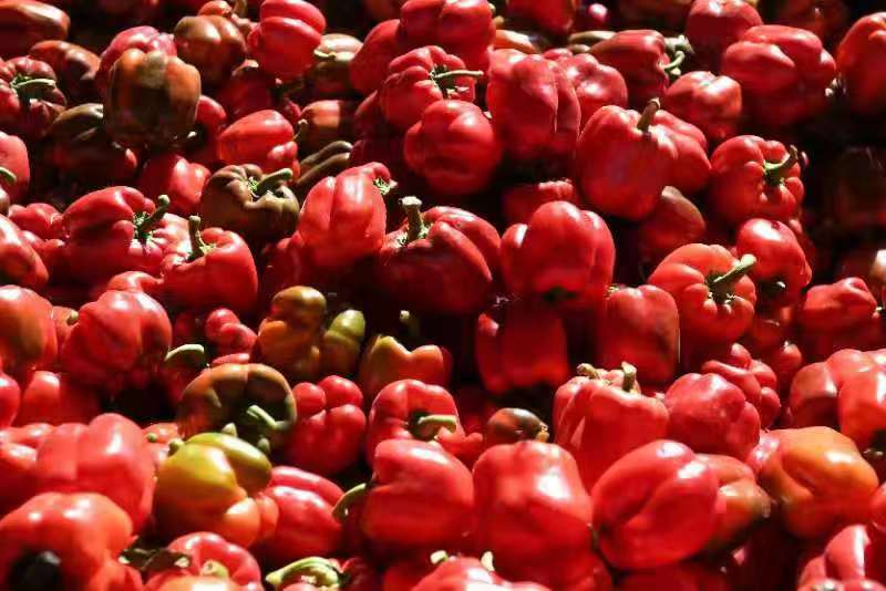 彩椒价格最新行情全面解析🌶️
